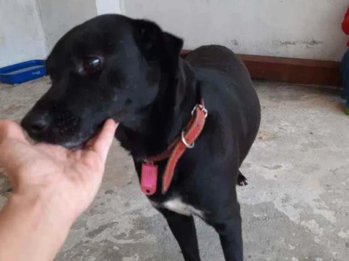 Cachorro ra a Indefinida idade 4 anos nome Tião 