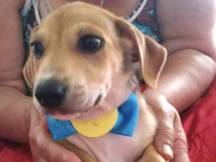 Cachorro ra a SRD idade 2 a 6 meses nome Max 