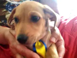 Cachorro raça SRD idade 2 a 6 meses nome Duke 