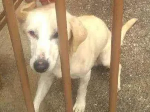 Cachorro raça SRD idade 2 anos nome Sem nome
