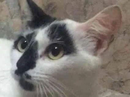 Gato raça SRD idade 7 a 11 meses nome Bianca. Rebeca