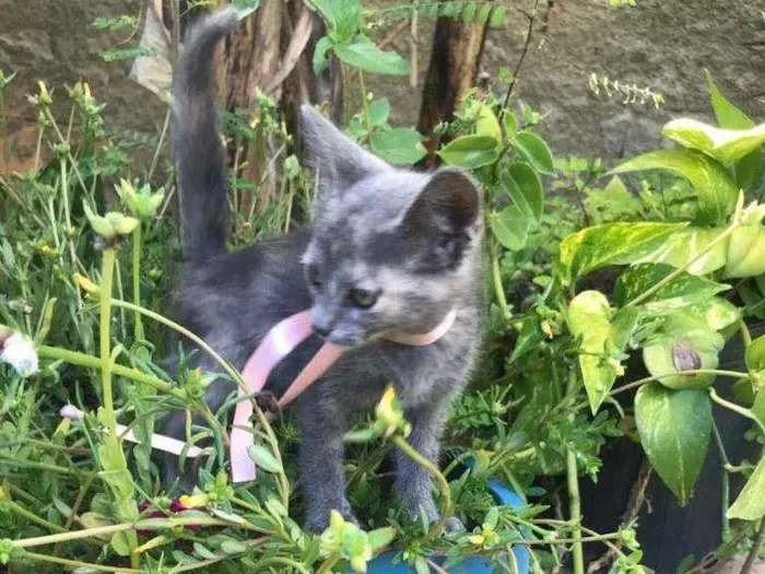 Gato ra a Não definida idade 2 a 6 meses nome Aretha