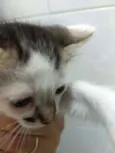 Gatinho sem nome