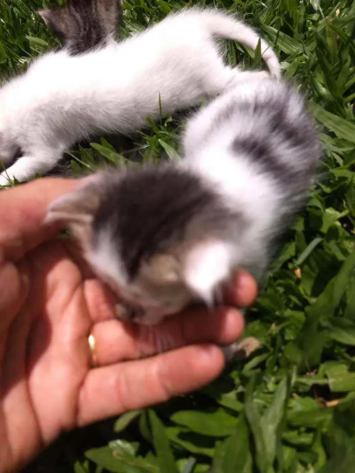 Gato ra a SRD idade Abaixo de 2 meses nome Gatinho sem nome