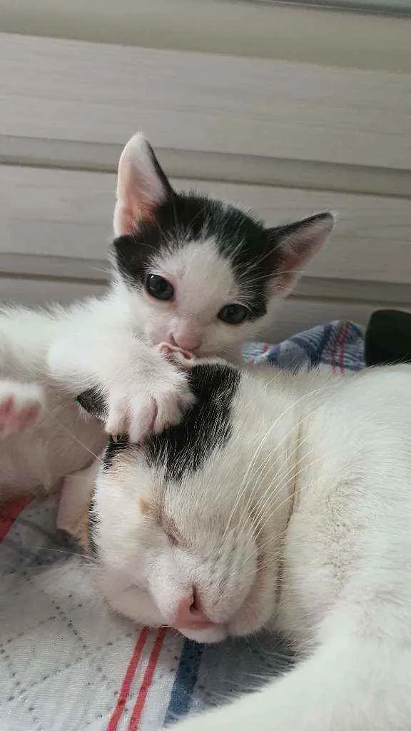 Gato ra a RND idade Abaixo de 2 meses nome Mio