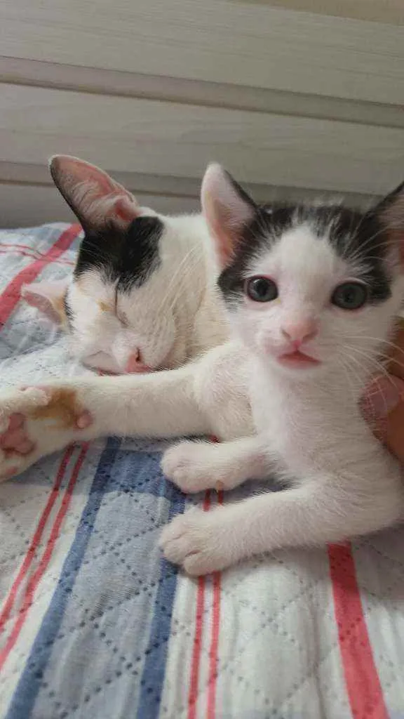 Gato ra a RND idade Abaixo de 2 meses nome Mio