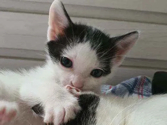 Gato ra a RND idade Abaixo de 2 meses nome Mio