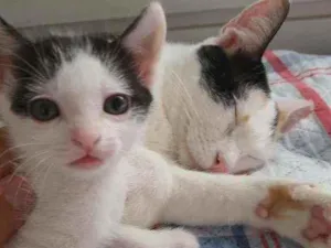 Gato raça RND idade Abaixo de 2 meses nome Mio