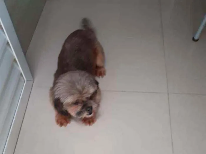 Cachorro ra a Não sei idade 2 anos nome Não sabemos