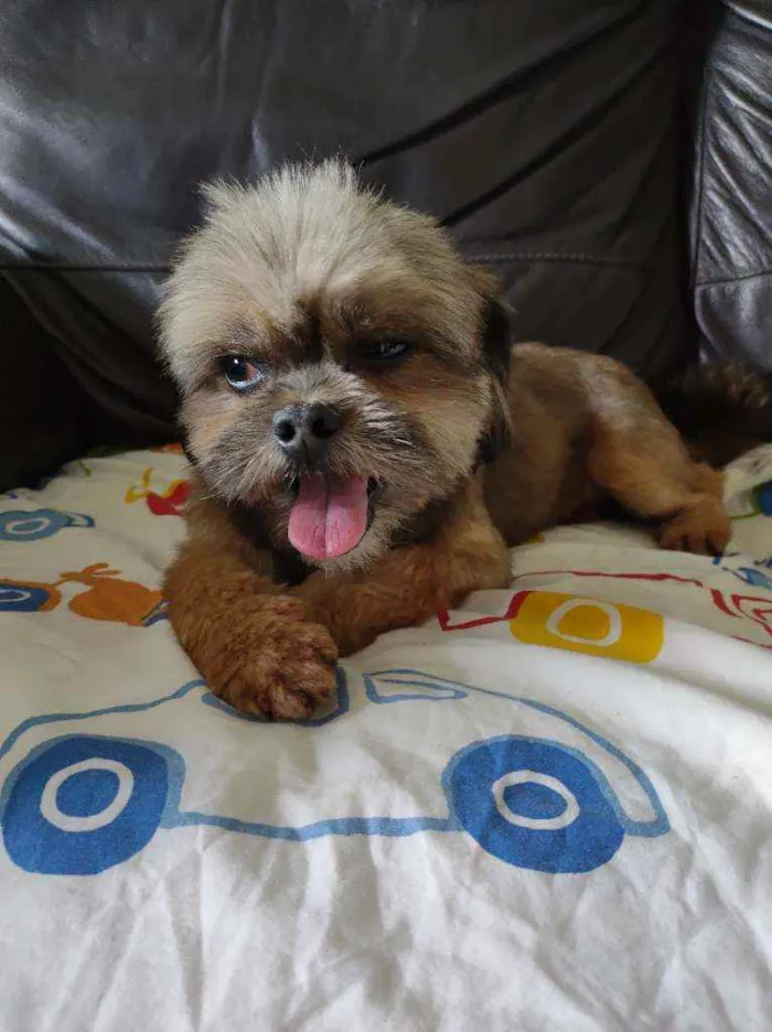 Cachorro ra a Não sei idade 2 anos nome Não sabemos
