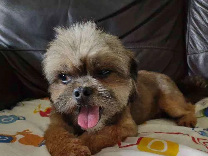 Cachorro ra a Não sei idade 2 anos nome Não sabemos