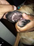 Cachorro raça vira lata idade 2 a 6 meses nome maicon