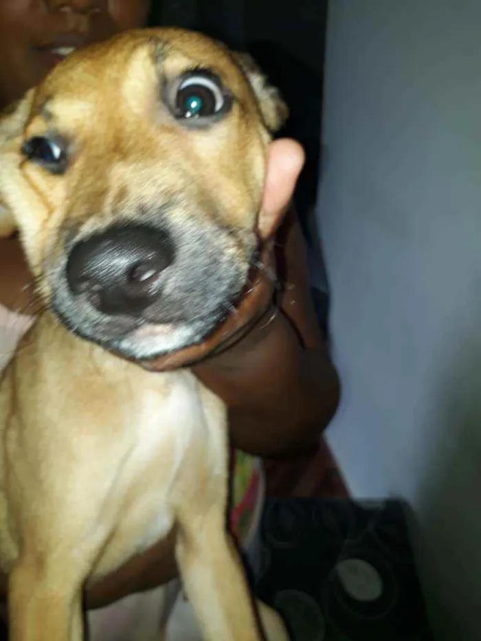 Cachorro raça vira lata idade 2 a 6 meses nome maicon