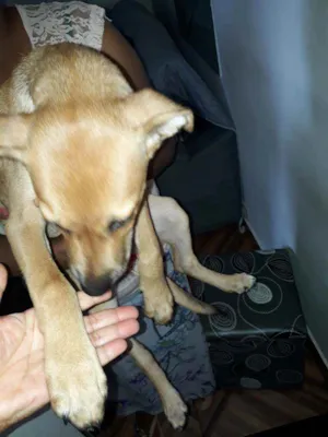 Cachorro raça vira lata idade 2 a 6 meses nome maicon