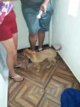 Cachorro raça vira lata idade 2 a 6 meses nome maicon