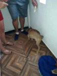Cachorro raça vira lata idade 2 a 6 meses nome maicon