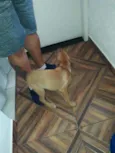 Cachorro raça vira lata idade 2 a 6 meses nome maicon