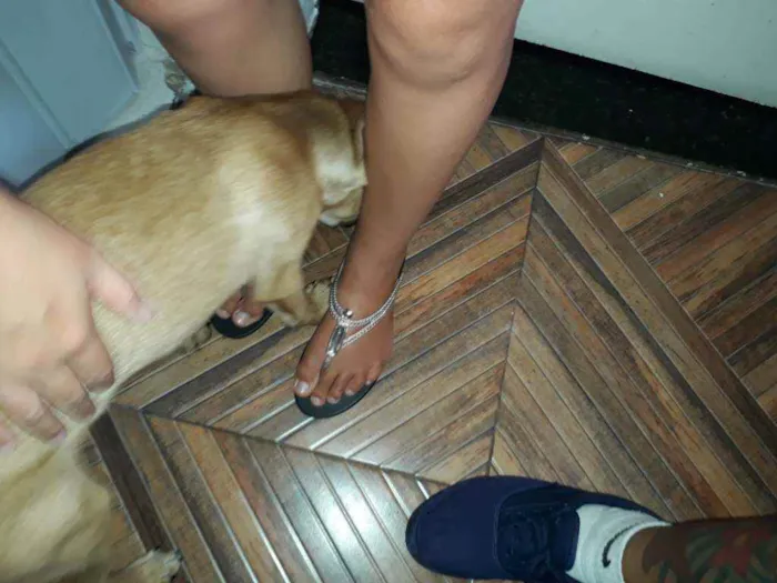 Cachorro raça vira lata idade 2 a 6 meses nome maicon