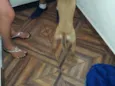 Cachorro raça vira lata idade 2 a 6 meses nome maicon