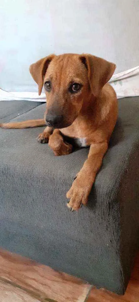 Cachorro ra a  idade 2 a 6 meses nome Mel