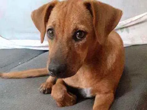 Cachorro ra a  idade 2 a 6 meses nome Mel