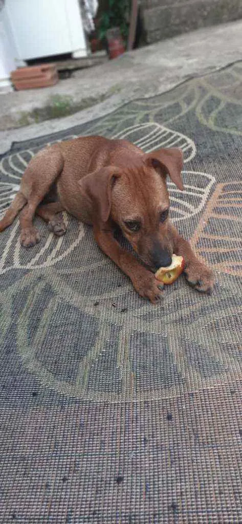 Cachorro ra a  idade 2 a 6 meses nome Mel