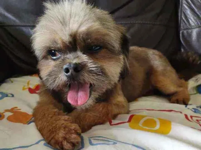Cachorro ra a Não sei idade 2 anos nome Não sabemos