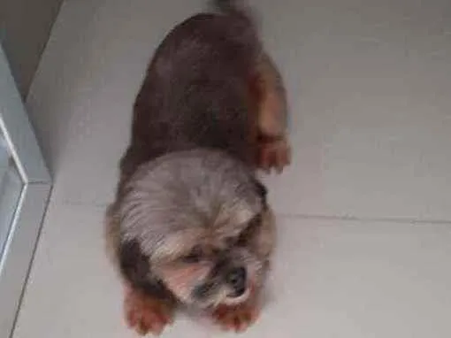 Cachorro ra a Não sei idade 2 anos nome Não sabemos