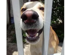 Cachorro raça Srd  idade 1 ano nome Trovão bonzinho 