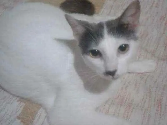 Gato ra a SRD idade 1 ano nome Domitila