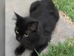 Gato raça Desconhecida idade 1 ano nome Pity