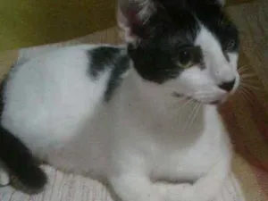 Gato raça SRD idade 1 ano nome Miguel