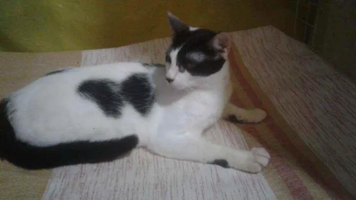 Gato ra a SRD idade 1 ano nome Miguel