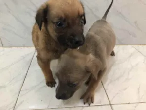 Cachorro raça Vira-lata  idade 2 a 6 meses nome Nenhum 