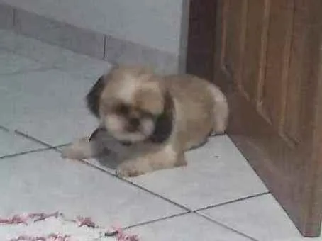 Cachorro ra a Shitzu idade 3 anos nome Boby