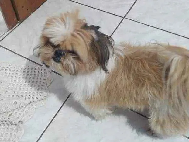 Cachorro ra a Shitzu idade 3 anos nome Boby