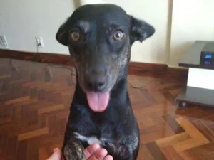 Cachorro raça Srd idade 1 ano nome Pérola