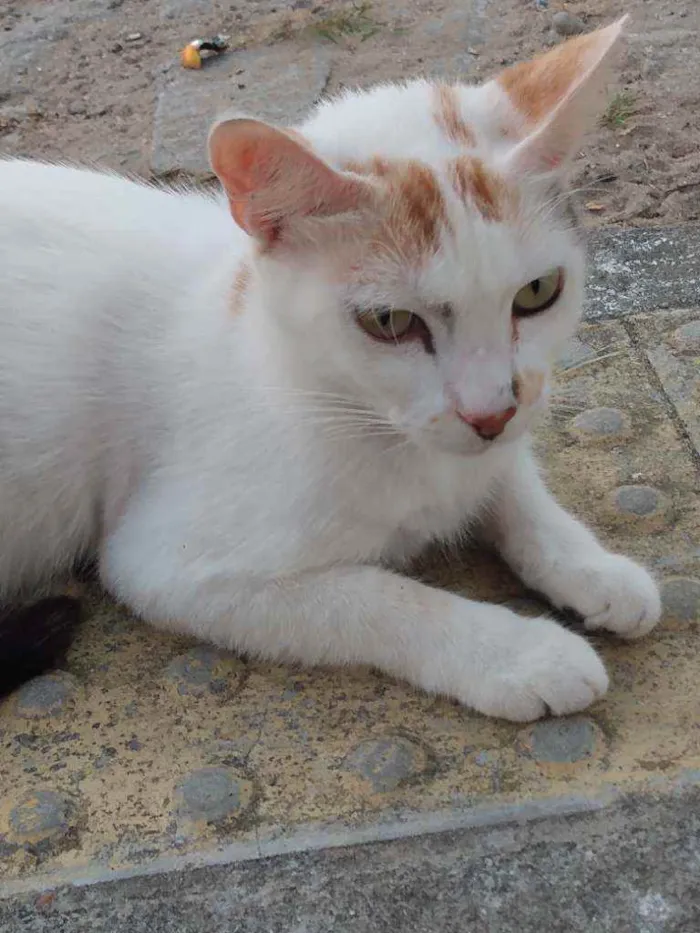 Gato raça Srd idade 1 ano nome Alice