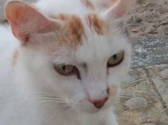Gato raça Srd idade 1 ano nome Alice