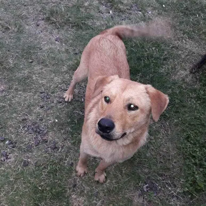 Cachorro raça Mestiça de Labrador idade 2 anos nome Sara