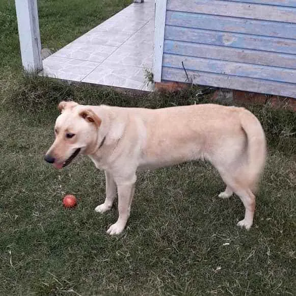 Cachorro raça Mestiça de Labrador idade 2 anos nome Sara