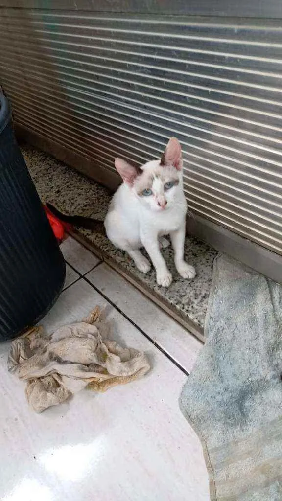 Gato ra a SRD idade 2 a 6 meses nome Shaisa