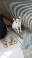 Shaisa