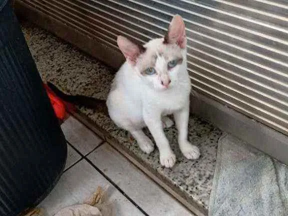 Gato ra a SRD idade 2 a 6 meses nome Shaisa