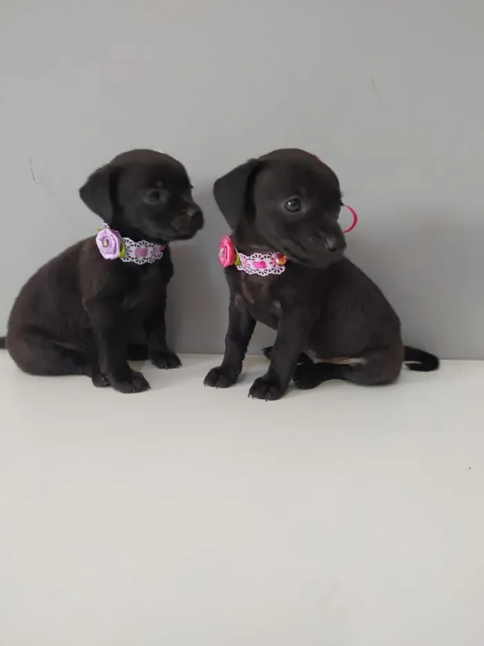 Cachorro raça SRD-ViraLata idade Abaixo de 2 meses nome Simone e Simaria