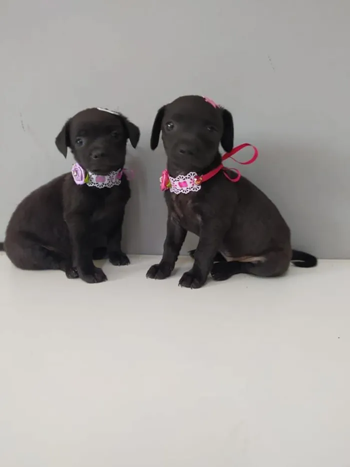 Cachorro raça SRD-ViraLata idade Abaixo de 2 meses nome Simone e Simaria