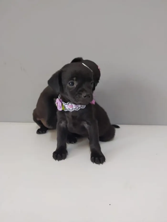 Cachorro raça SRD-ViraLata idade Abaixo de 2 meses nome Simone e Simaria