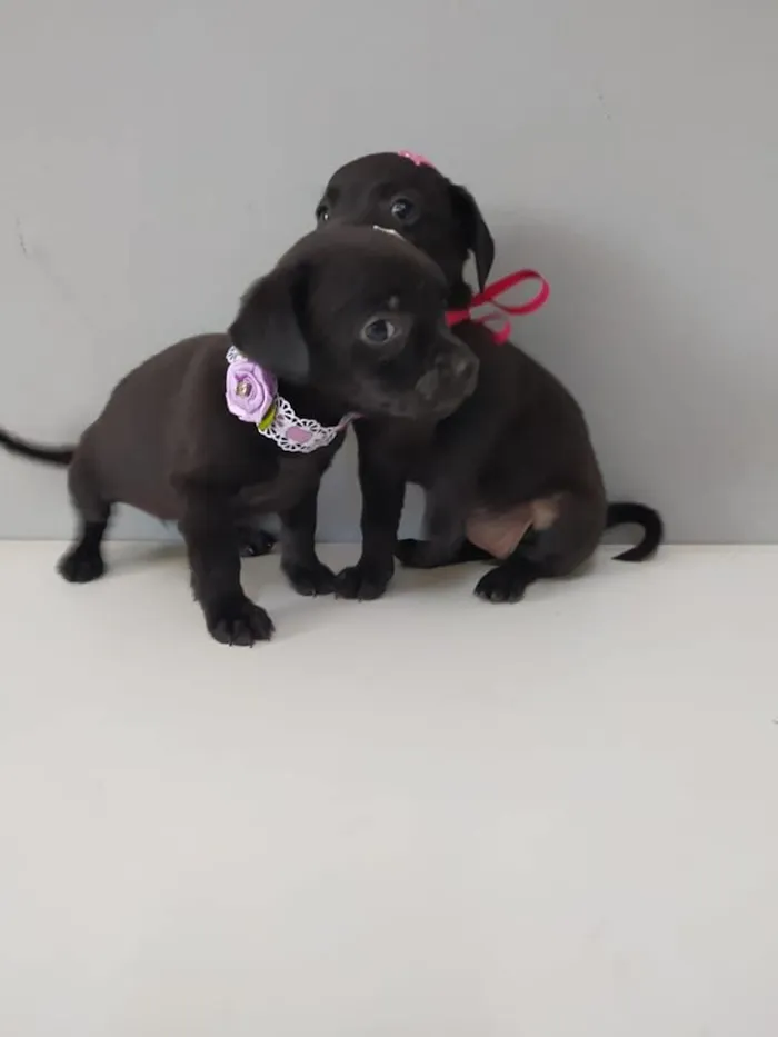 Cachorro raça SRD-ViraLata idade Abaixo de 2 meses nome Simone e Simaria