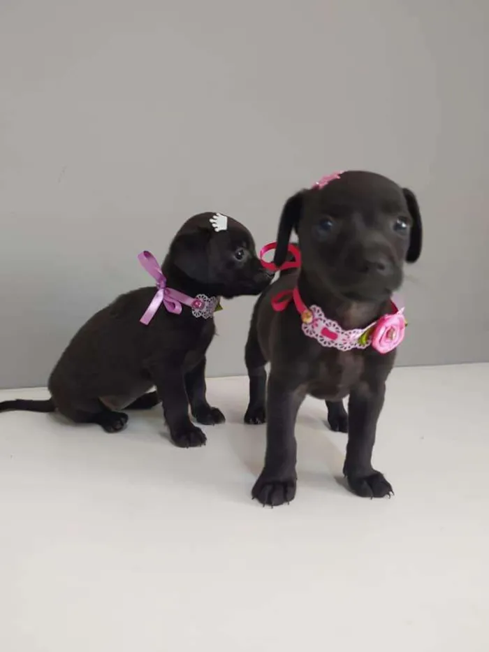 Cachorro raça SRD-ViraLata idade Abaixo de 2 meses nome Simone e Simaria
