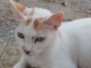 Gato raça Srd idade 1 ano nome Alice